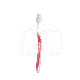 BROSSE À DENTS ORTHO (12)