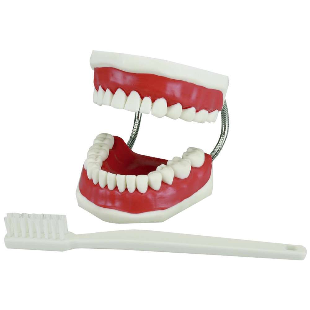 Modèle de machoire avec sa brosse à dent - Jeulin