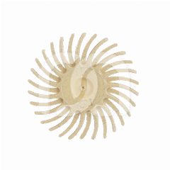 SOF-LEX SPIRALE - PRE-POLIJSTEN (15)