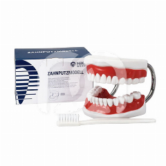 MODÈLE DE DÉMONSTRATION AVEC BROSSE À DENTS - LA BROSSE À DENTS MODÈLE DE DÉMONSTRATION AVEC BROSSE À DENTS - LA BROSSE À DENTS