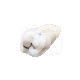 DENTS POUR MODEL FRASACO ANKA-4