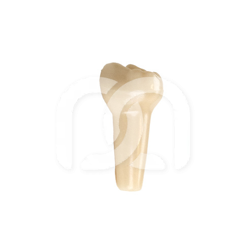 TAND VOOR MODEL FRASACO ANKA-4