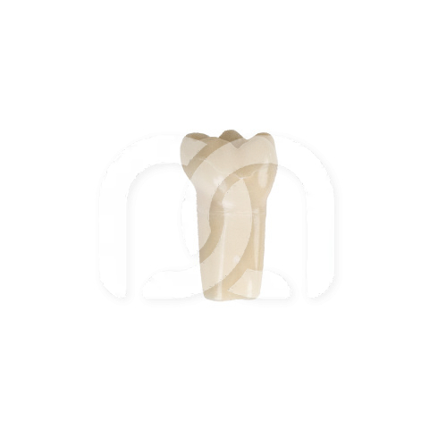 DENTS POUR ENFANTS FRASACO AVEC PULPE