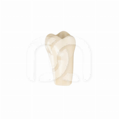 TANDEN VOOR FRASACO-MODEL AG-3